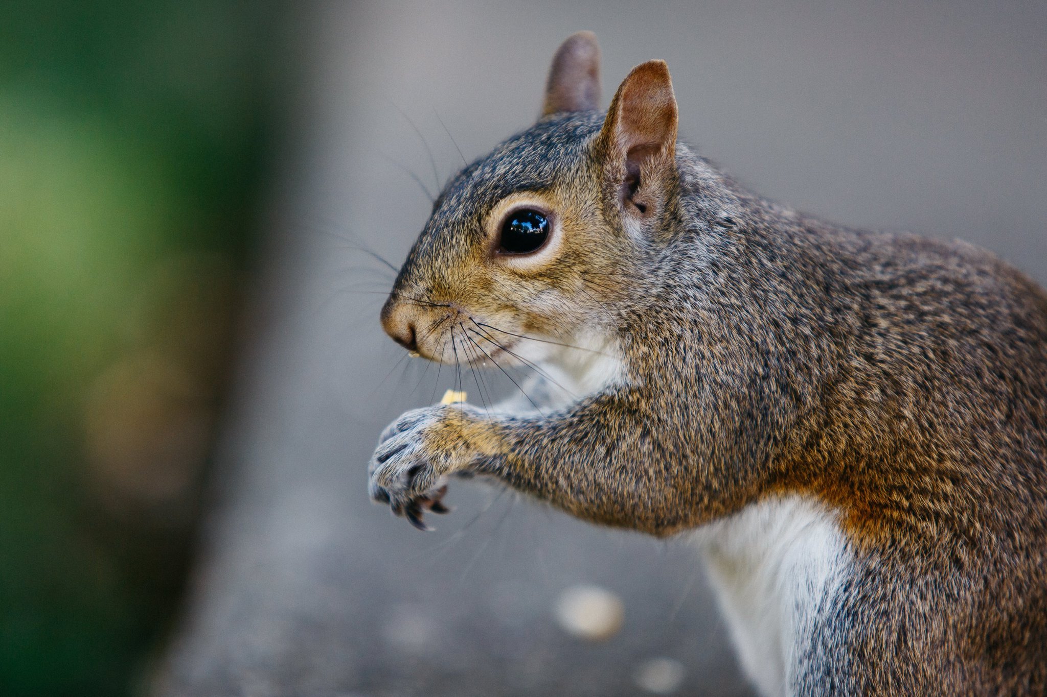 Squirrel Season Extended Through End of February WVDNR