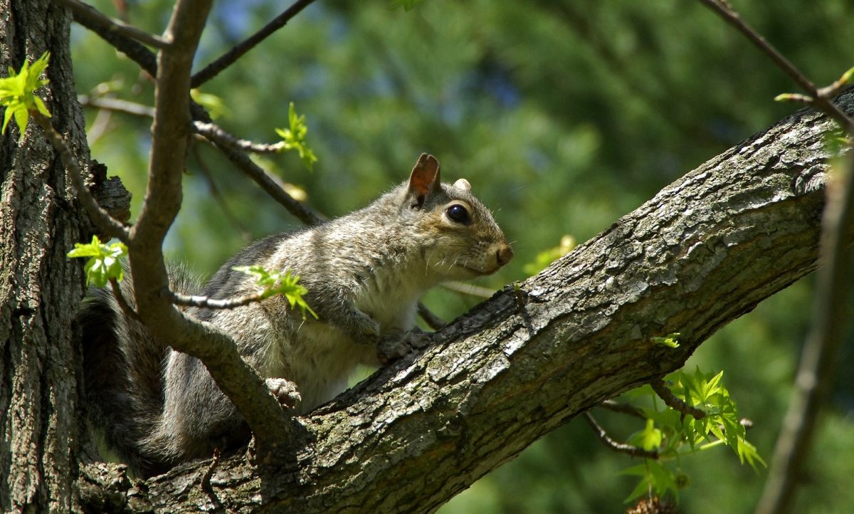 Squirrel Season Extended Through End of February West Virginia