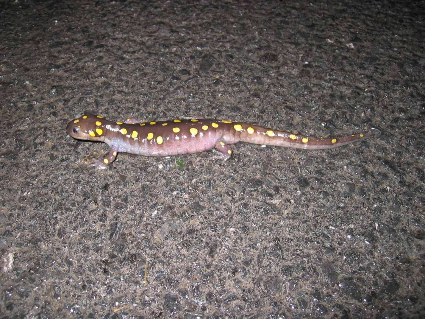 Salamander 2