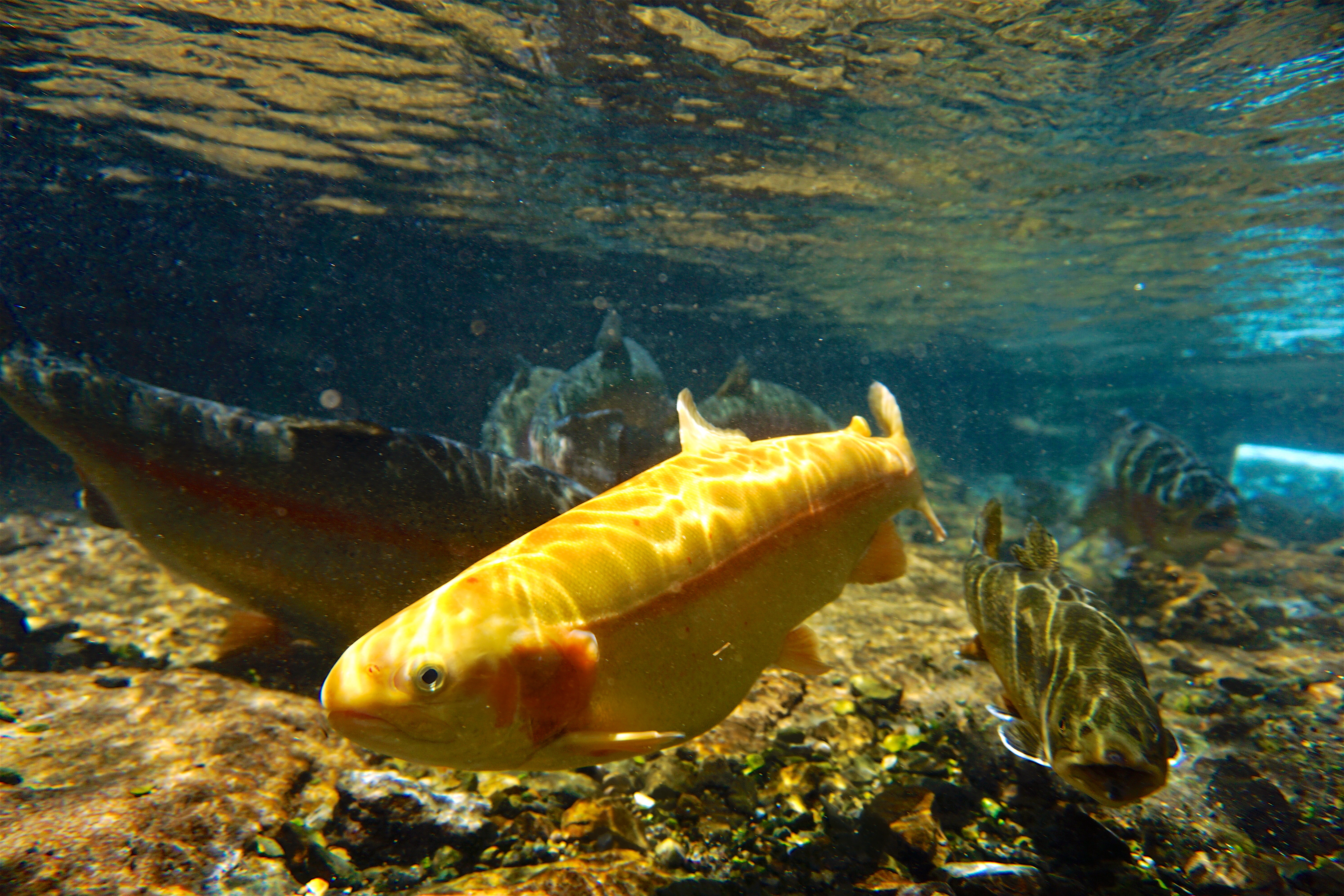West Virginia Gold Rush: a history of the golden rainbow trout - WVDNR