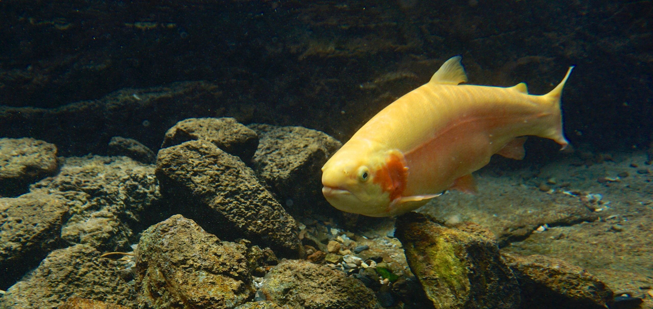West Virginia Gold Rush: a history of the golden rainbow trout - WVDNR