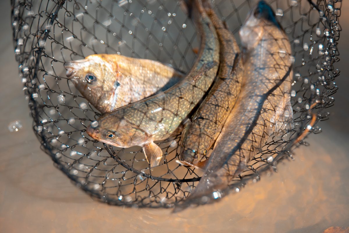 WV Free Fishing Days Give New Anglers Chance to Try Fishing WVDNR