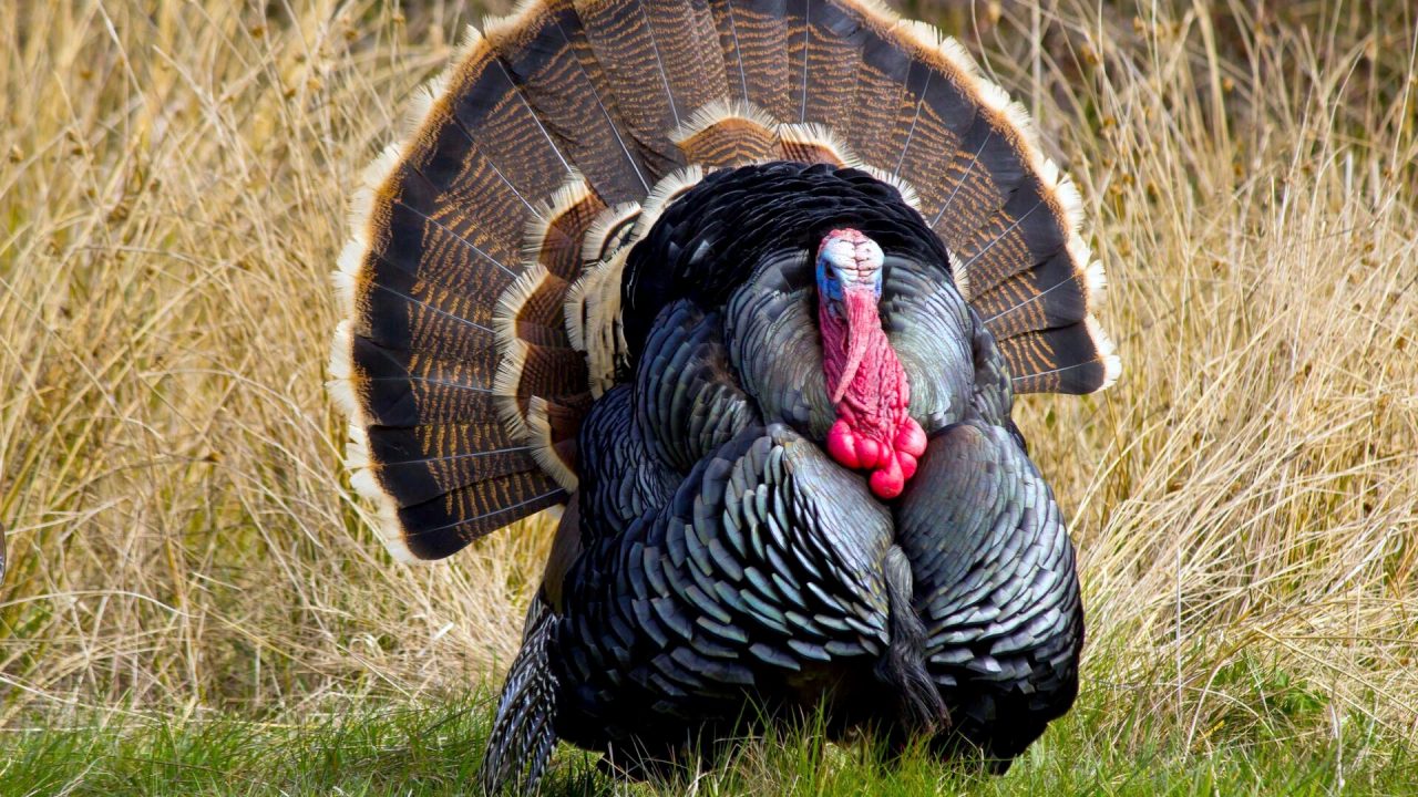 2019 fall turkey season starts Oct. 12 WVDNR