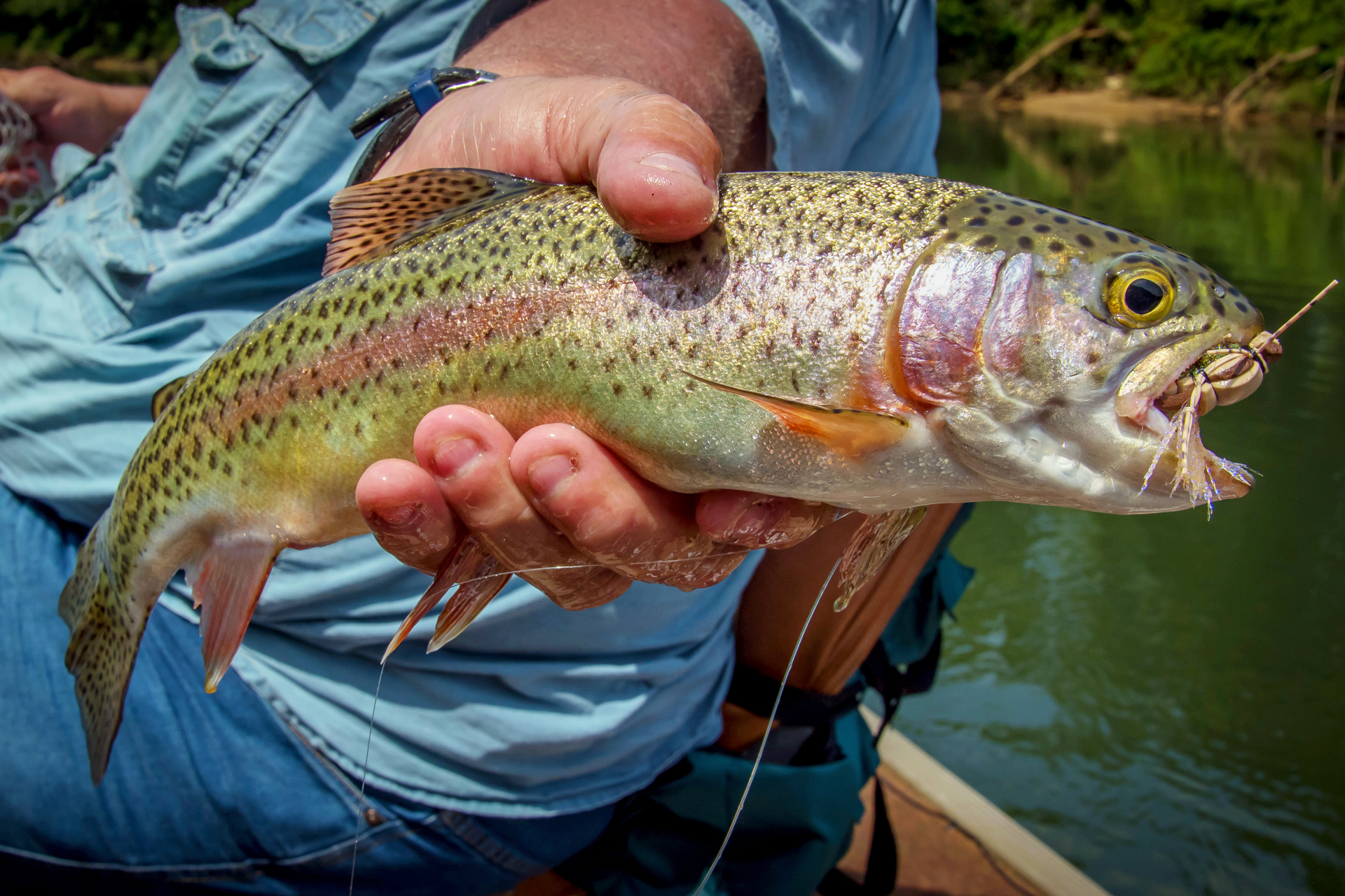 Fall trout stockings start Oct. 21 - WVDNR