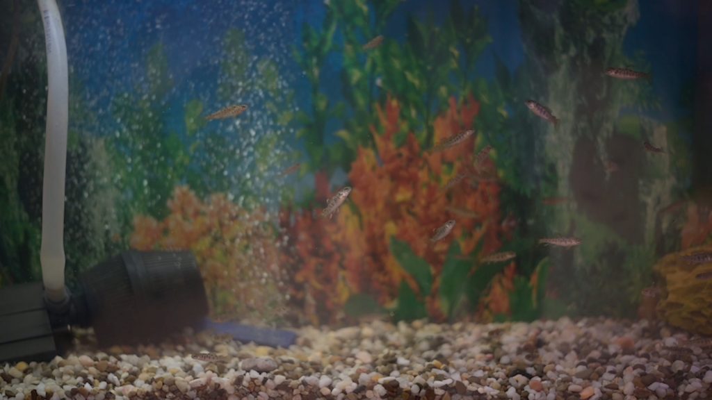 DNR helps students raise trout, learn about wildlife WVDNR