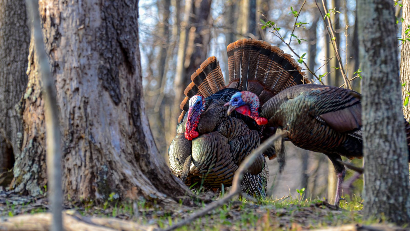 Second split of WV's fall turkey season to open Oct. 25 West Virginia