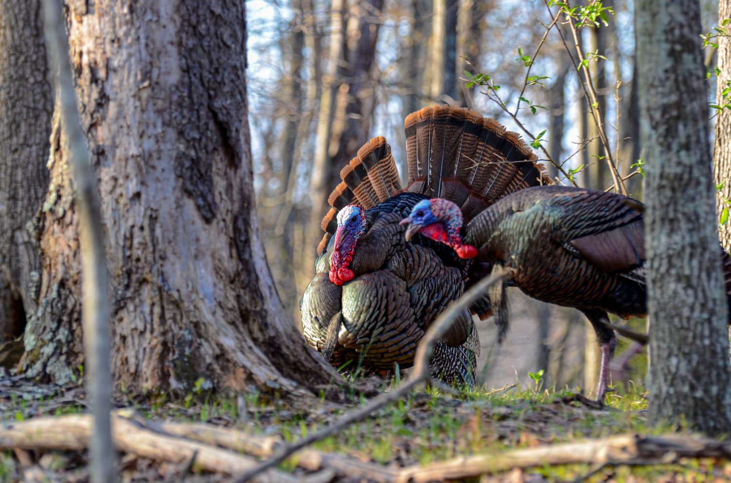 Second split of WV's fall turkey season to open Oct. 25