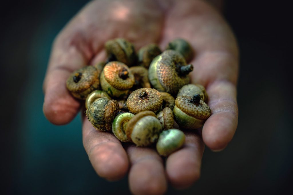 WVDNR surveys mast conditions ahead of fall hunting seasons WVDNR