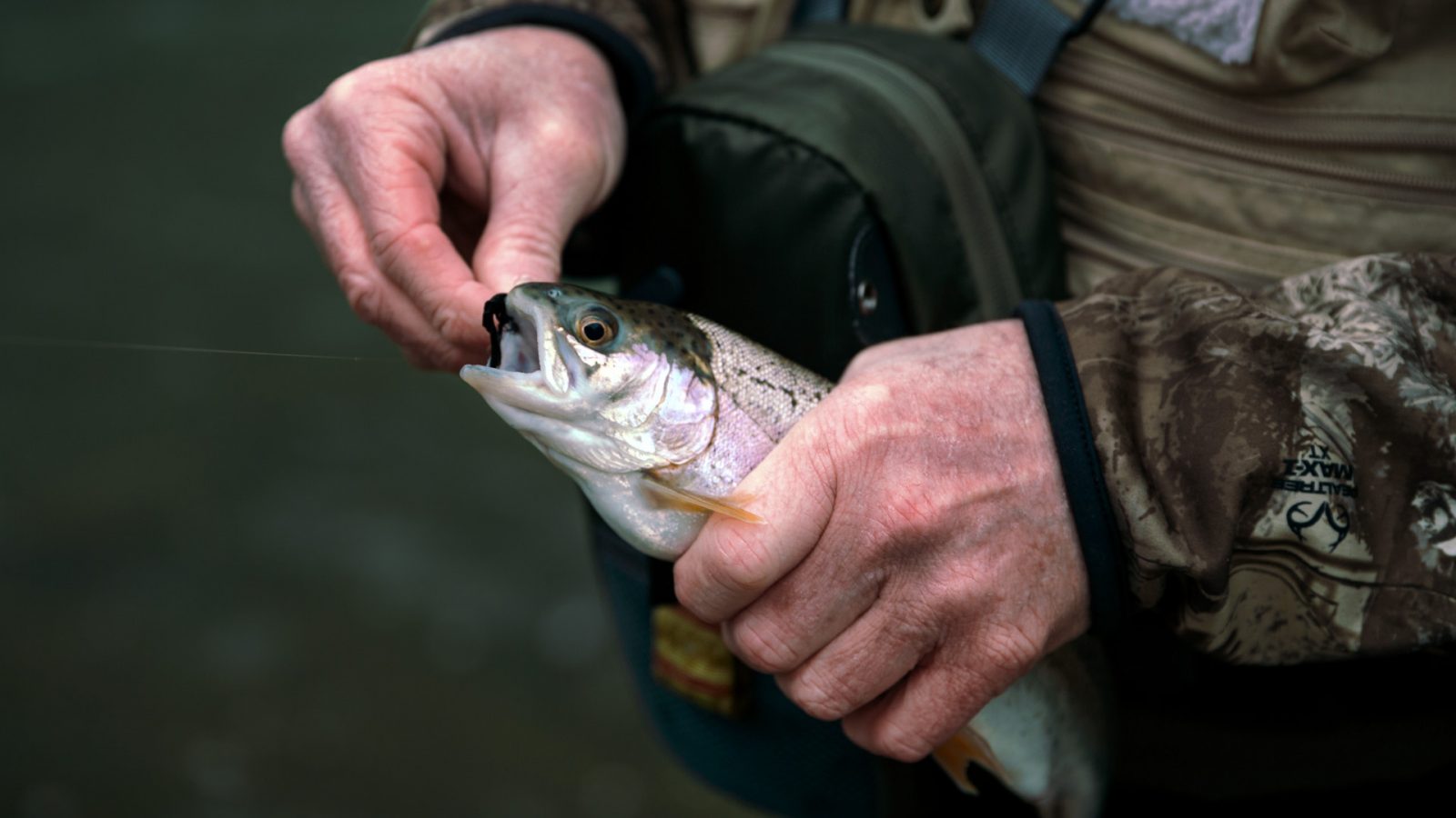 Fall Trout Stocking Starts Oct. 19 WVDNR