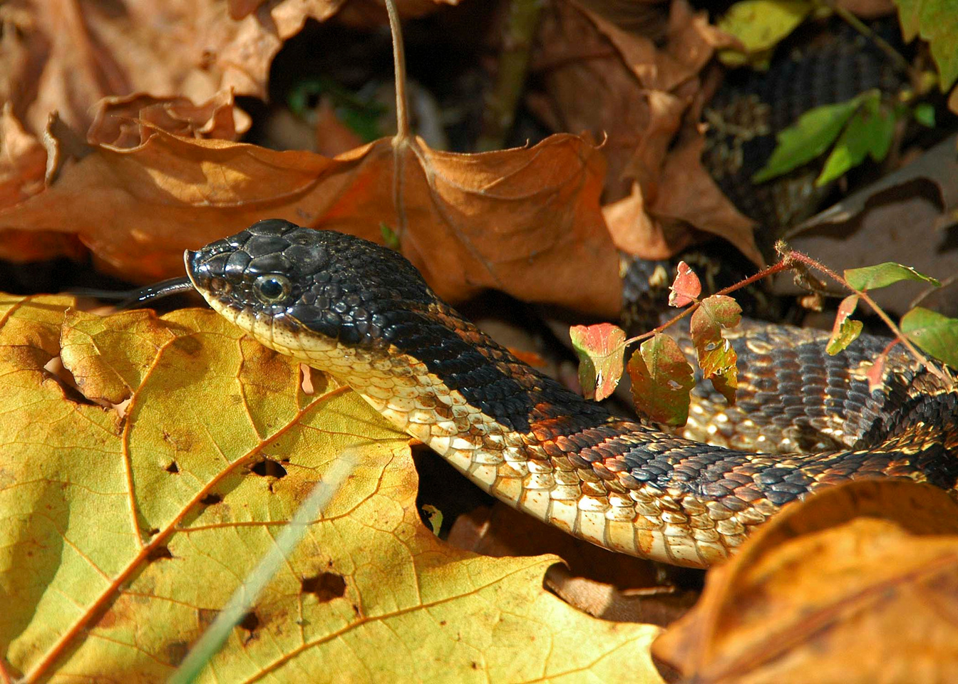 Facebook debate sparked after man seen taking pet snakes to