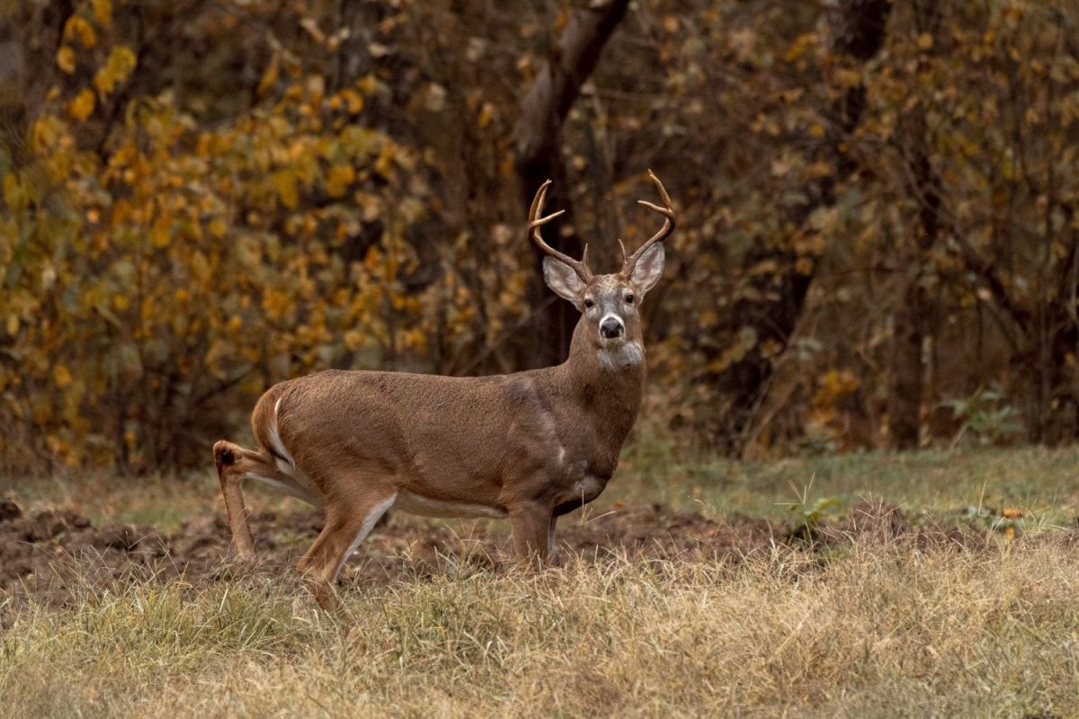 202324 West Virginia Hunting Seasons Dates, Regs, & Game Info