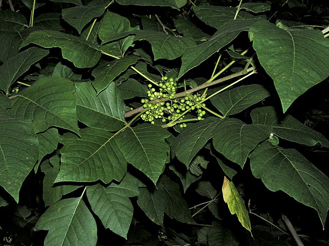 Poison Ivy: Better Seen Than Touched - WVDNR