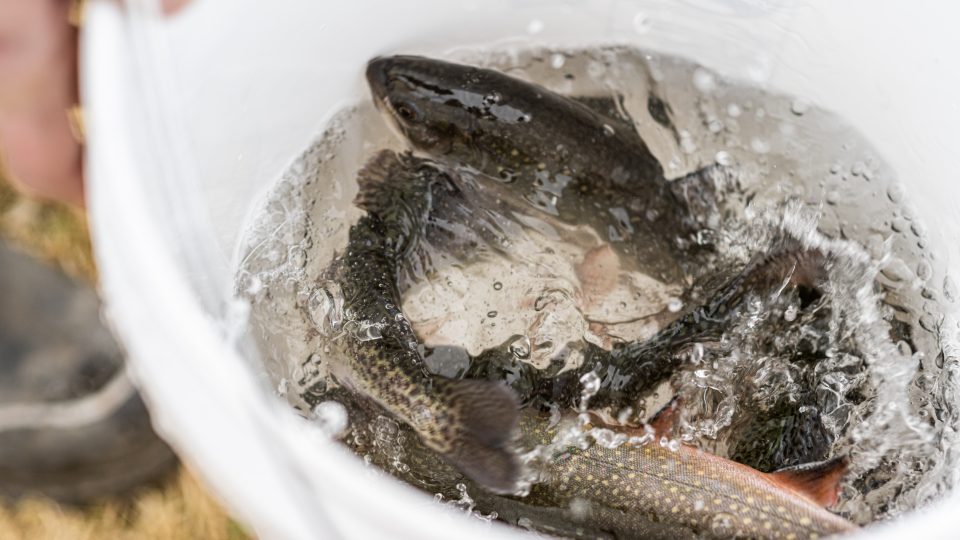 WVDNR increases Buffalo Creek trout stocking West Virginia Division