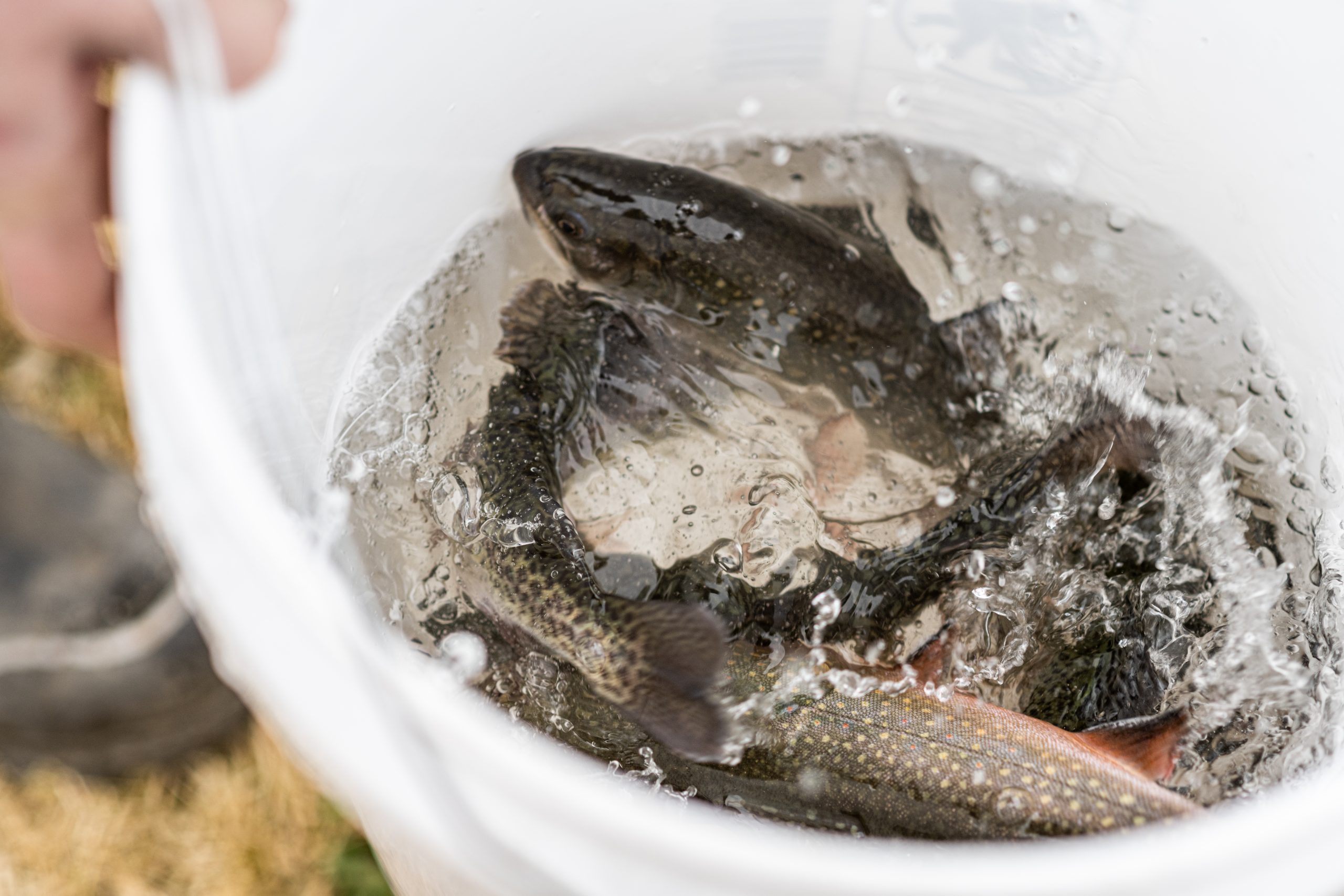 WVDNR increases Buffalo Creek trout stocking - WVDNR
