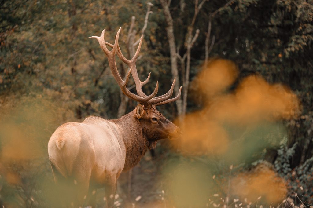 Plants & Animals - WVDNR