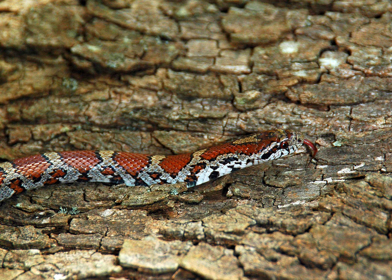 corn snake teeth size