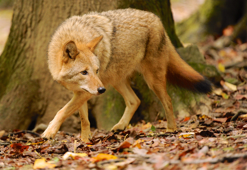 Wildlife Calendar West Virginia Division of Natural Resources West