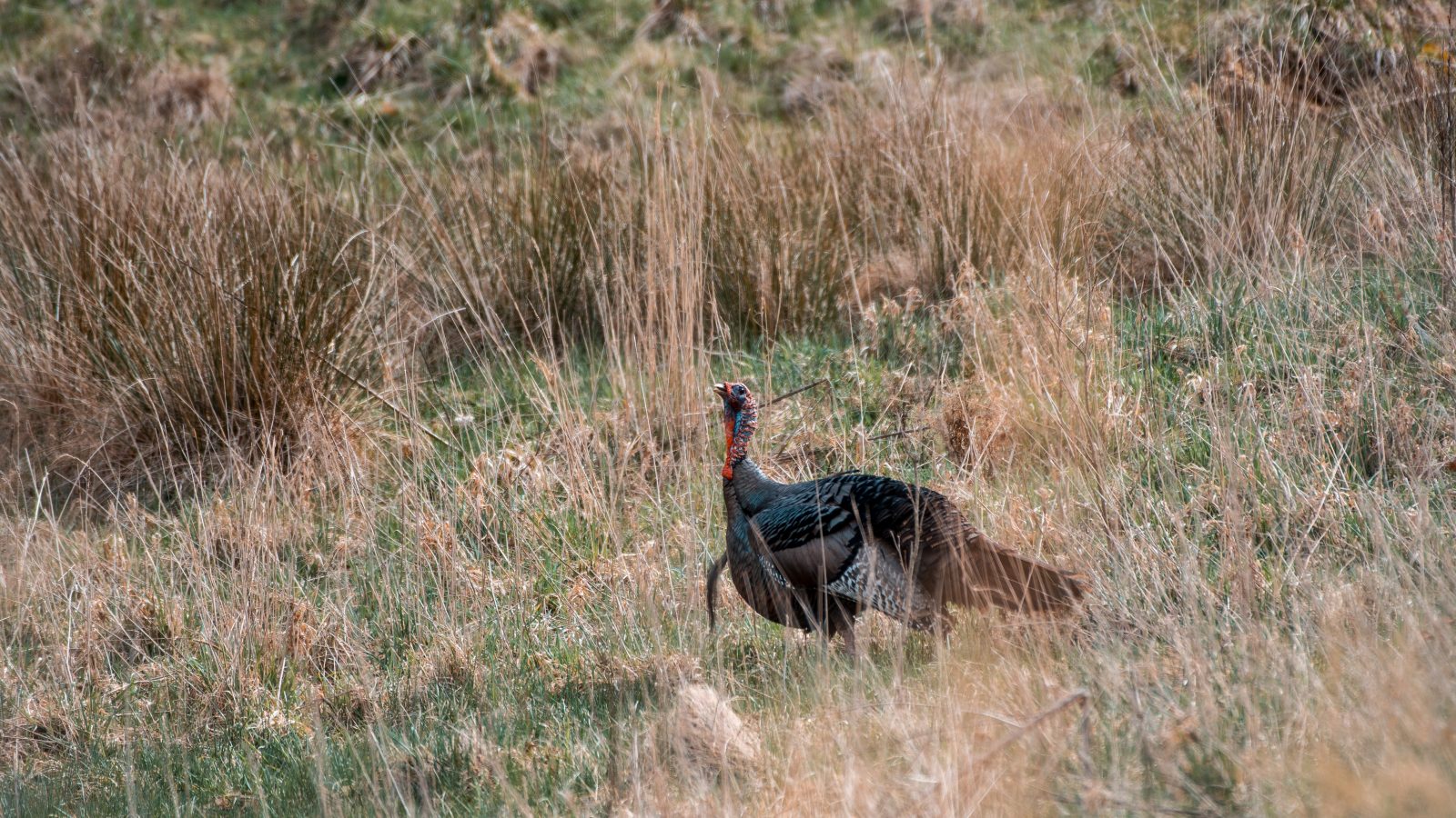 Extended spring gobbler season open until May 23 West Virginia