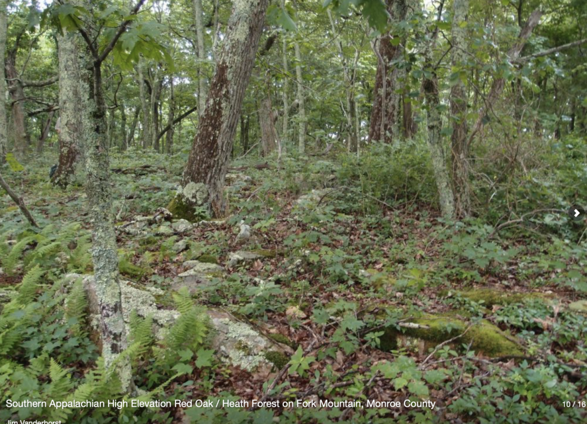 Oak / Heath Forest WVDNR