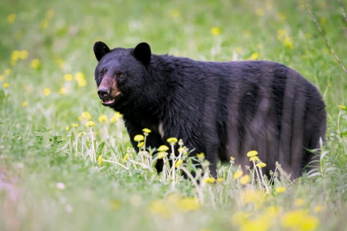 Black Bear