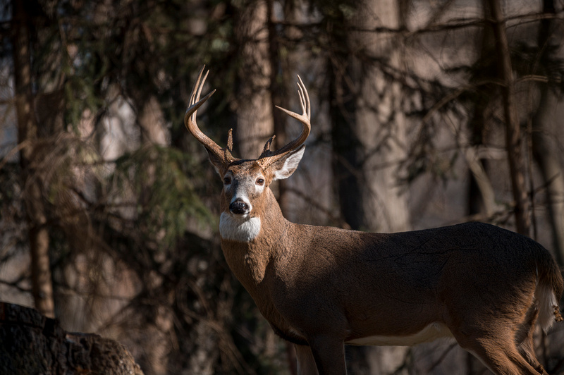 WV Hunting Guide Licenses Seasons And Regulations WVDNR