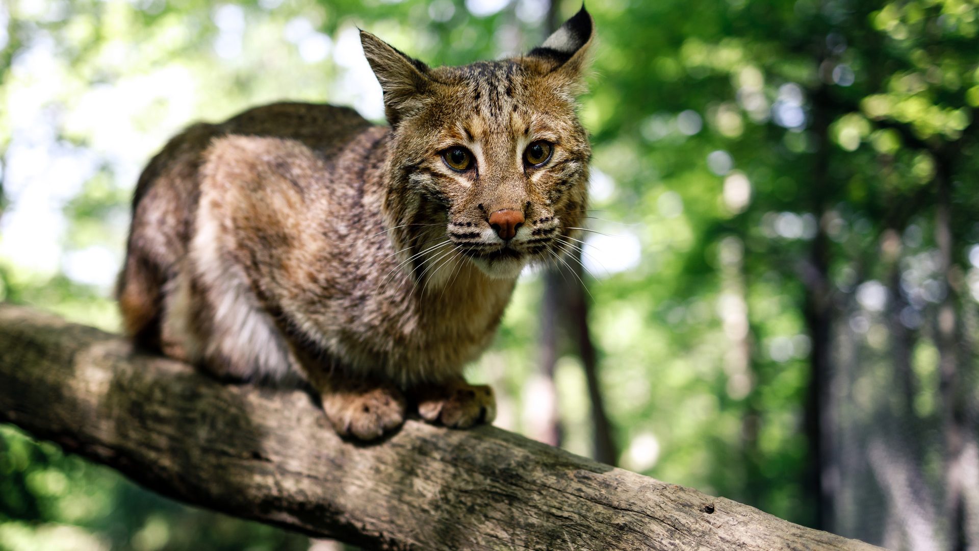 New West Virginia Wildlife Center biologist ready for busy summer WVDNR