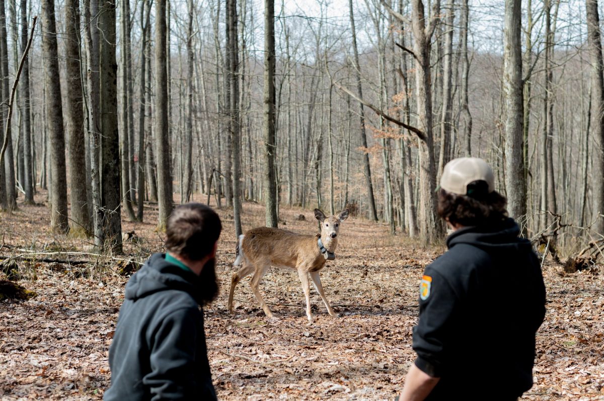 WVDNR studying deer population around state WVDNR