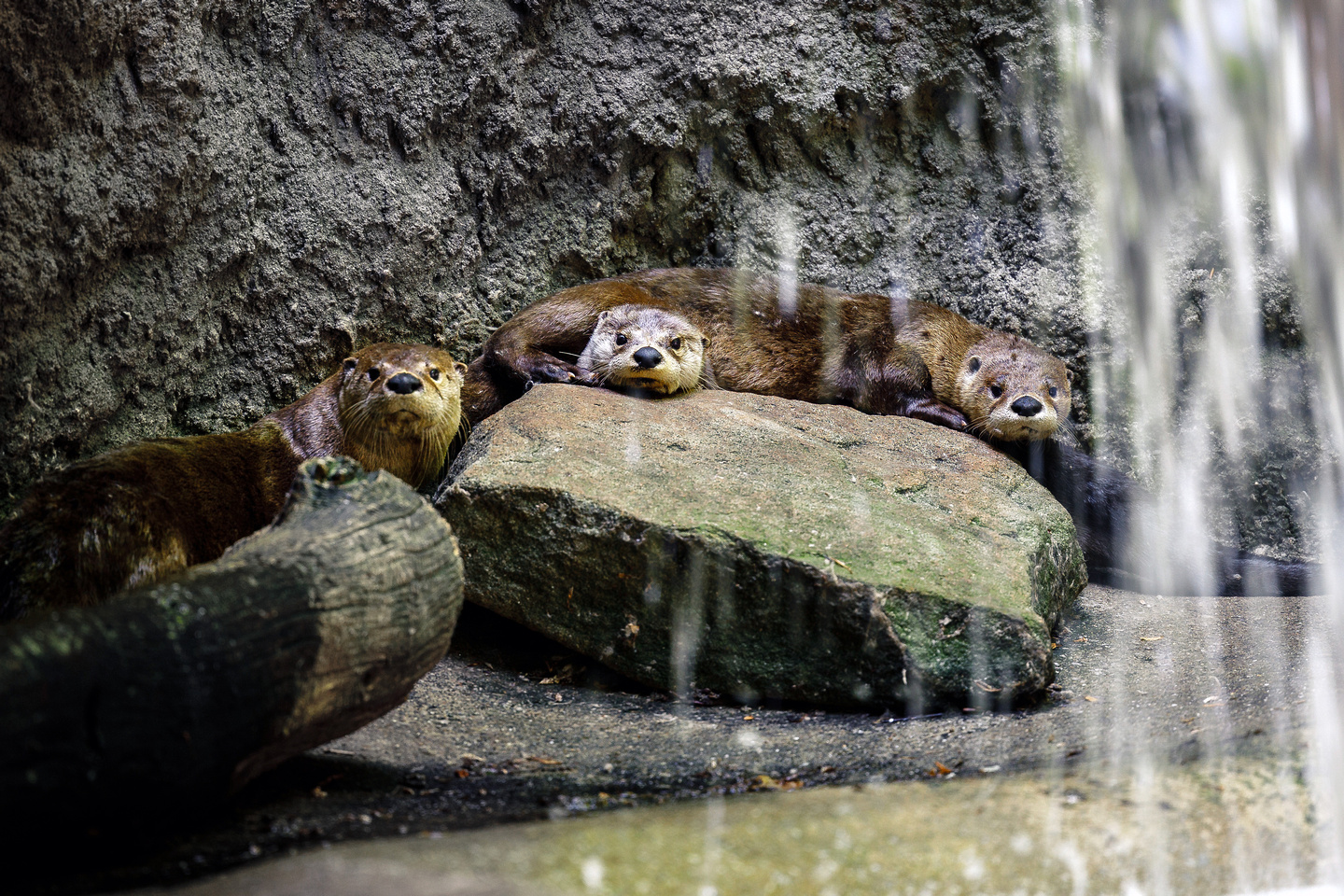 West Virginia Wildlife Center WVDNR   1E 175 6852694 2620458305 6 1 