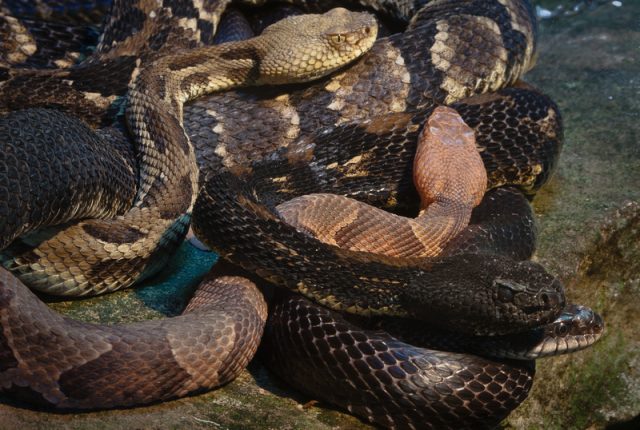 Rattlesnake Survey - West Virginia Division of Natural Resources : West 