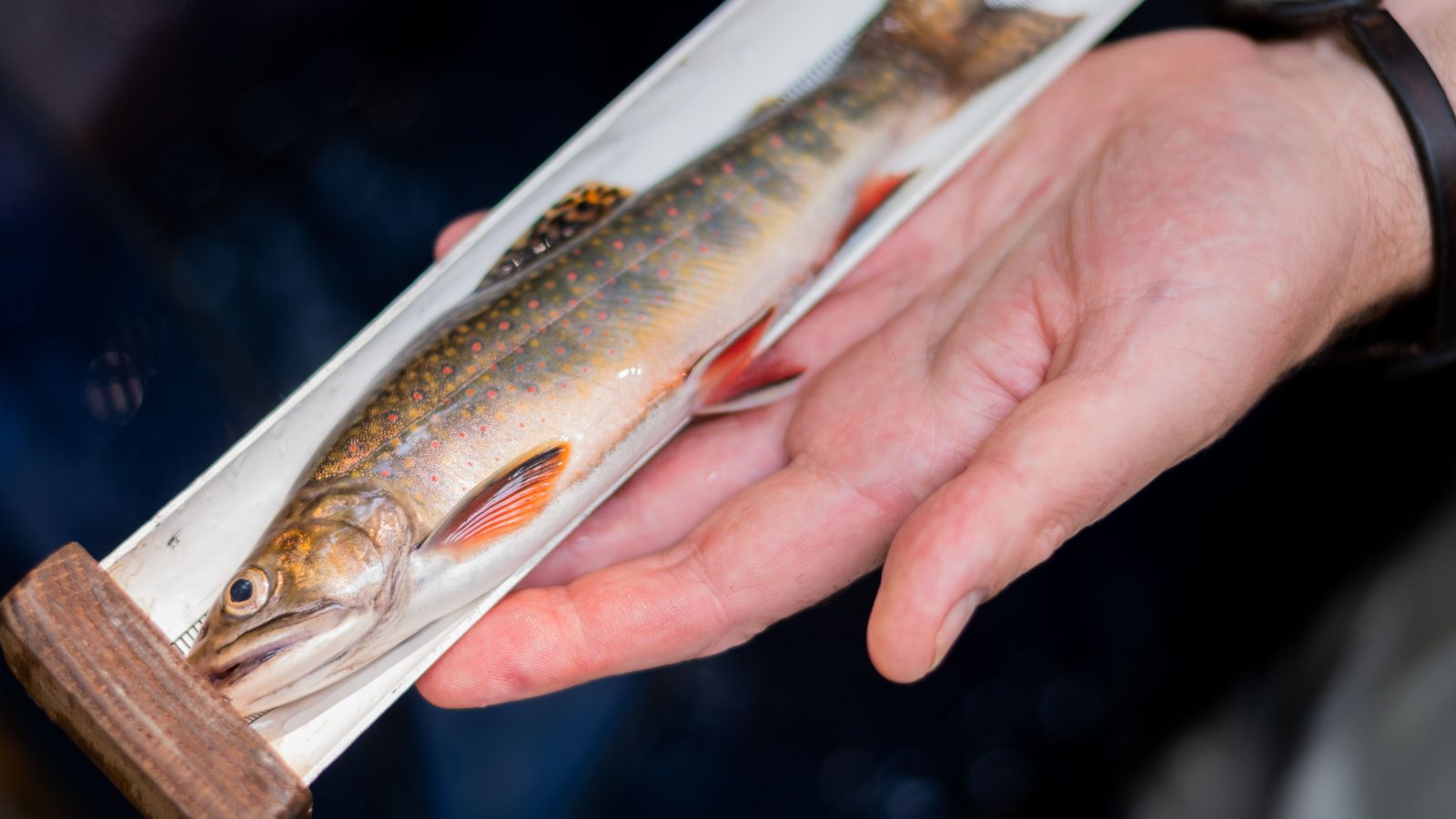 WVDNR project to restore native brook trout population continues WVDNR