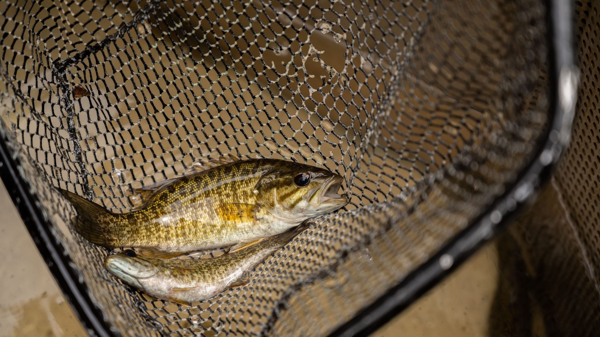WVDNR highlights water quality improvements, smallmouth bass fishing in  Cheat, Tygart rivers - WVDNR