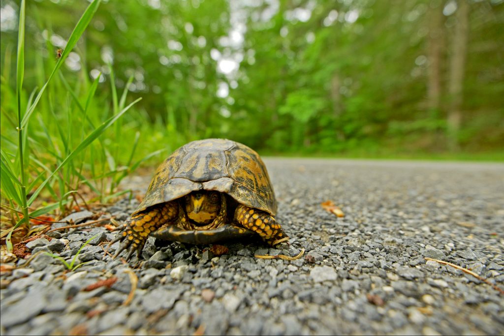 Five ways you can help protect wild woodland box turtles - WVDNR