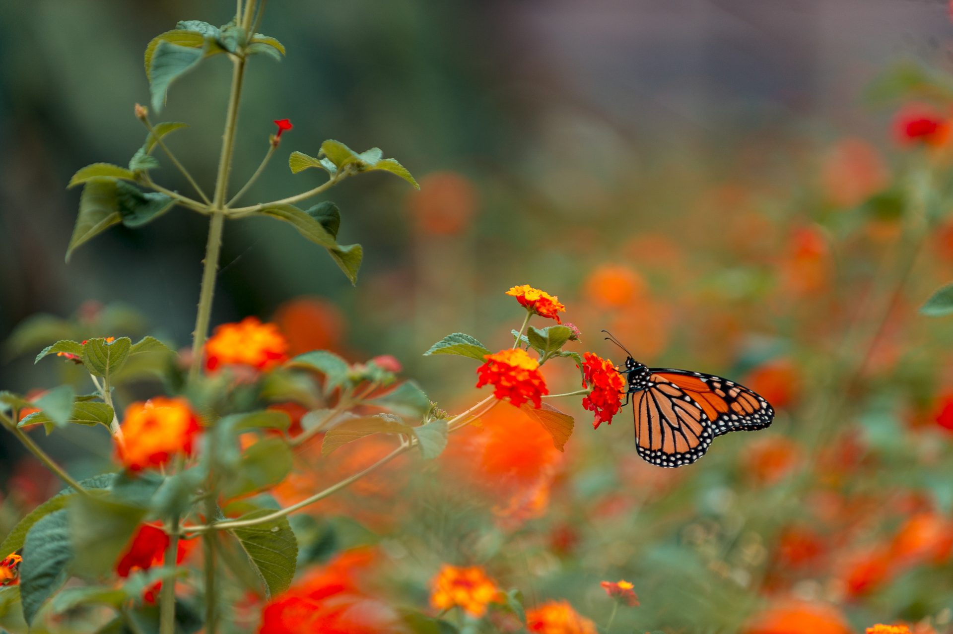 What you can do to help West Virginia's official butterfly - WVDNR