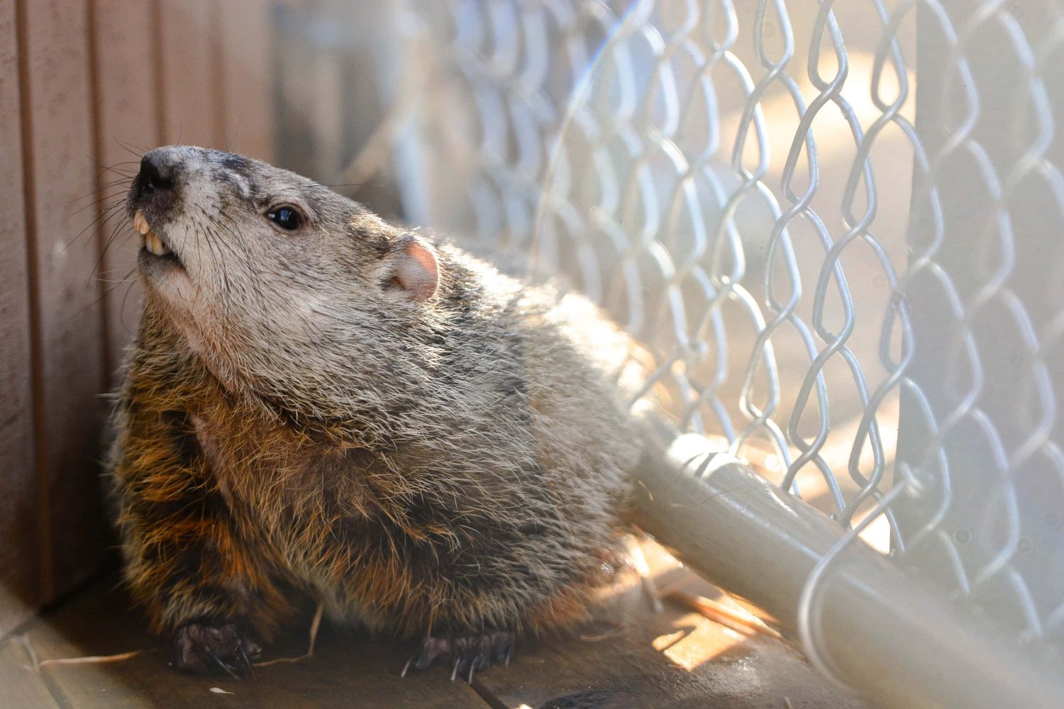 French Creek Freddie Facts To Get You Ready For Groundhog Day