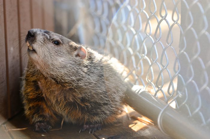 Groundhog at West Virginia Wildlife Center