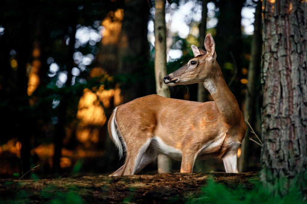 WV antlerless deer firearms season opens Oct. 20 West Virginia