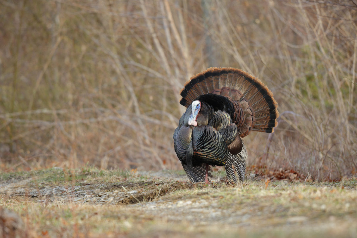 wvdnr-announces-increased-2022-fall-turkey-harvest-west-virginia