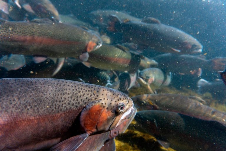 WVDNR announces return of trout stockings, new fishing regulations WVDNR