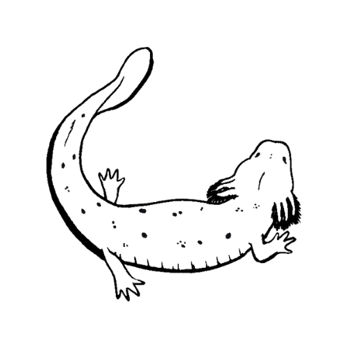 Hellbender and Mudpuppy Survey - WVDNR