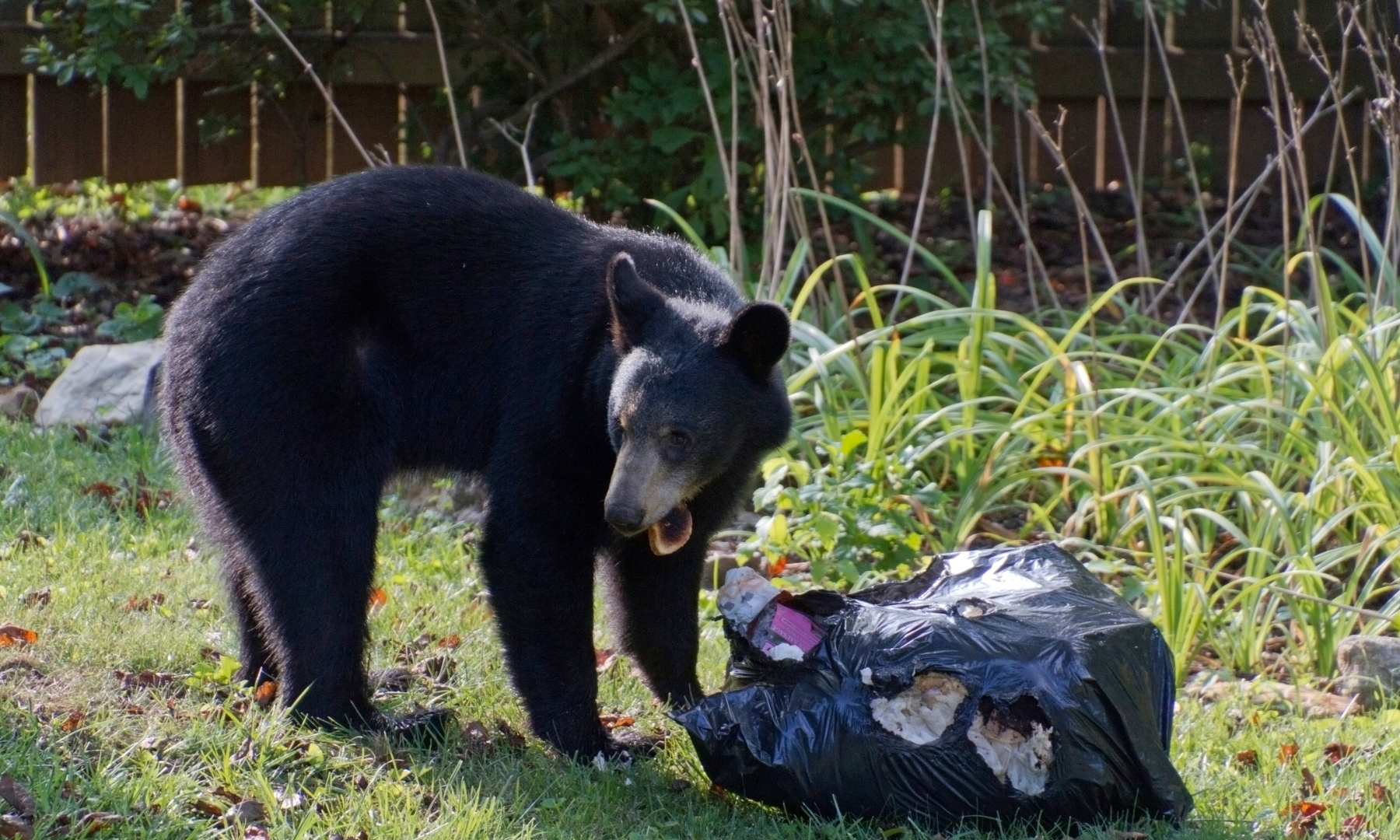 What bears do in June - BearWise