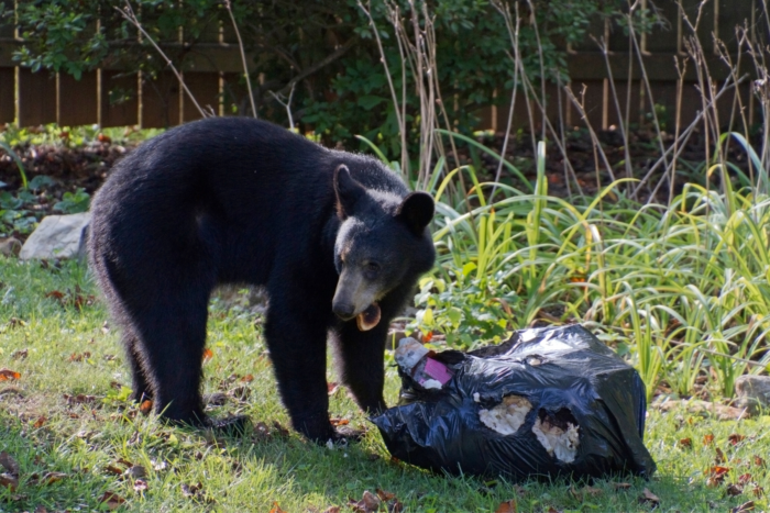 wvdnr-reminds-residents-to-help-prevent-human-bear-conflicts-wvdnr