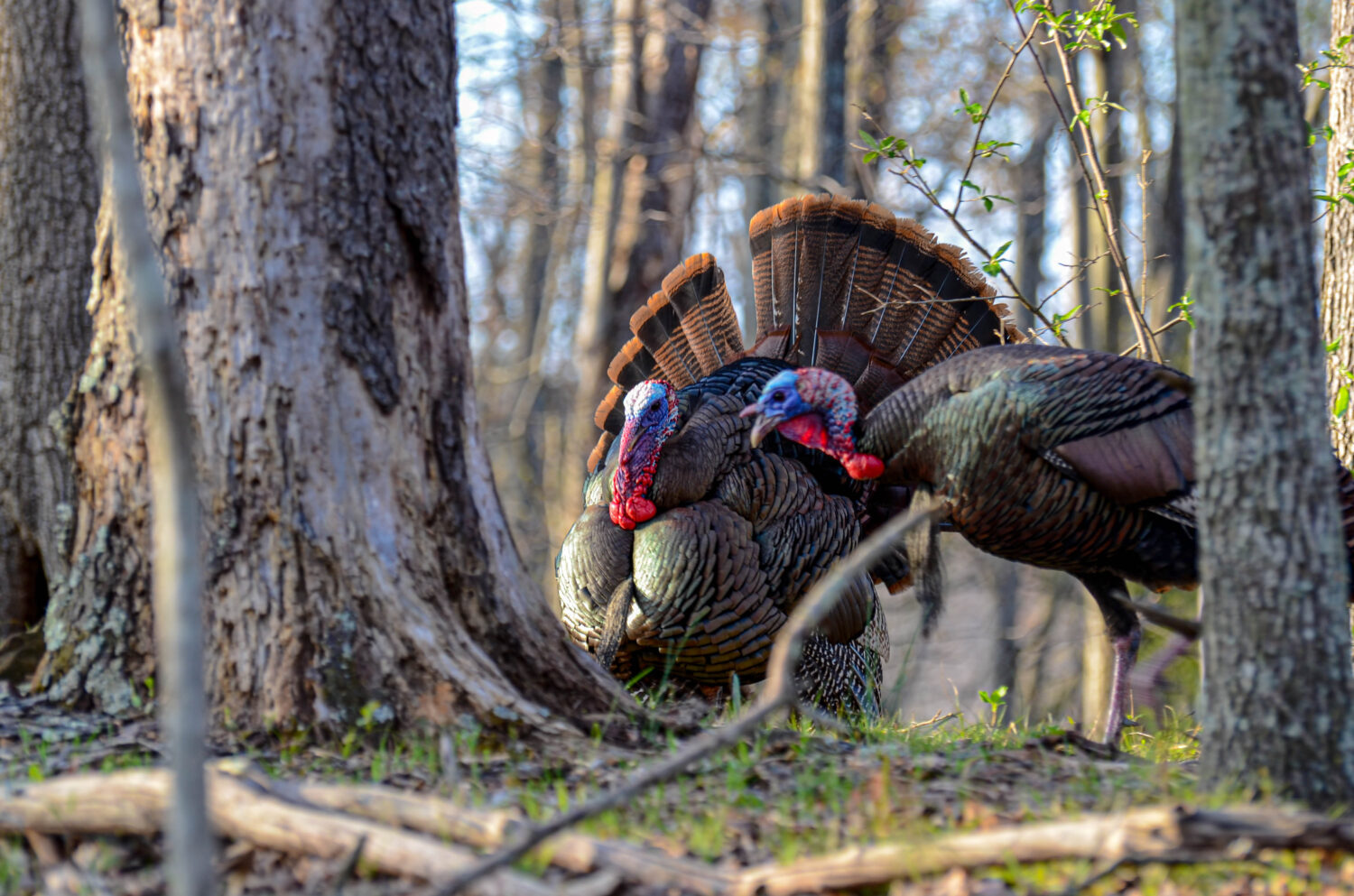 Wv Spring Turkey Season 2025