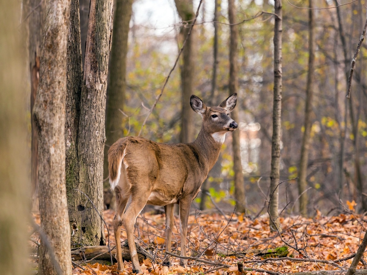 CWD deer or this restaurant???