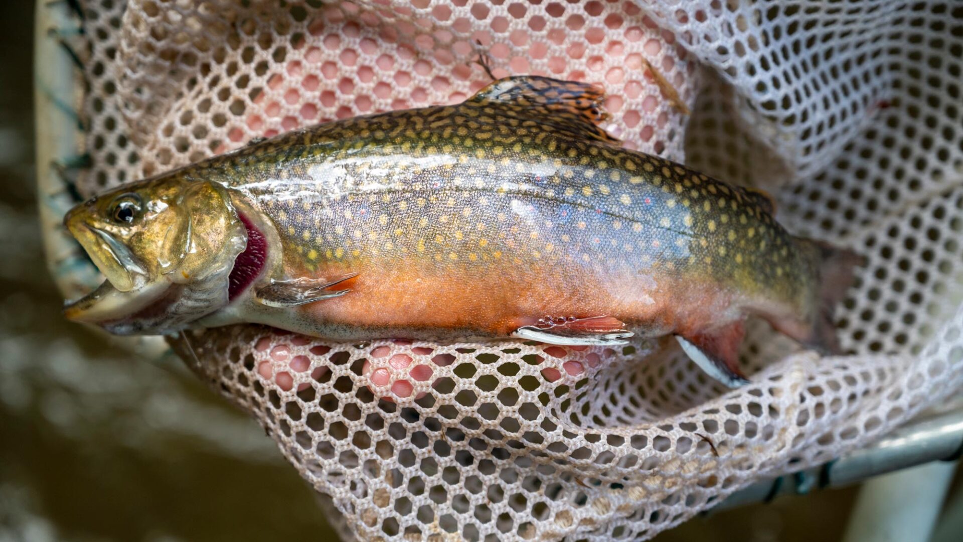Tips to help you catch trout in West Virginia - WVDNR