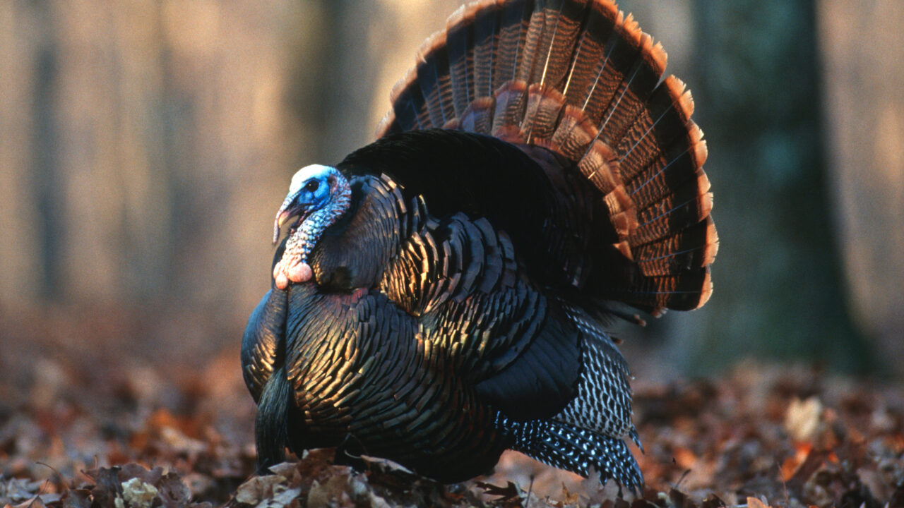 Your guide to fall turkey season in West Virginia WVDNR