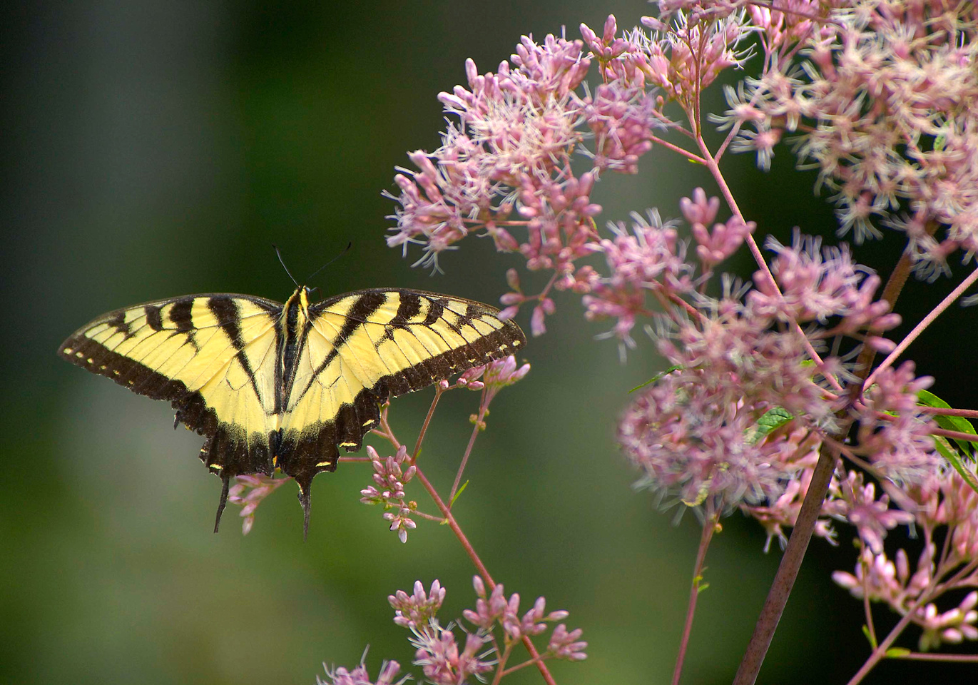 Growing Up WILD :: Association of Fish & Wildlife Agencies