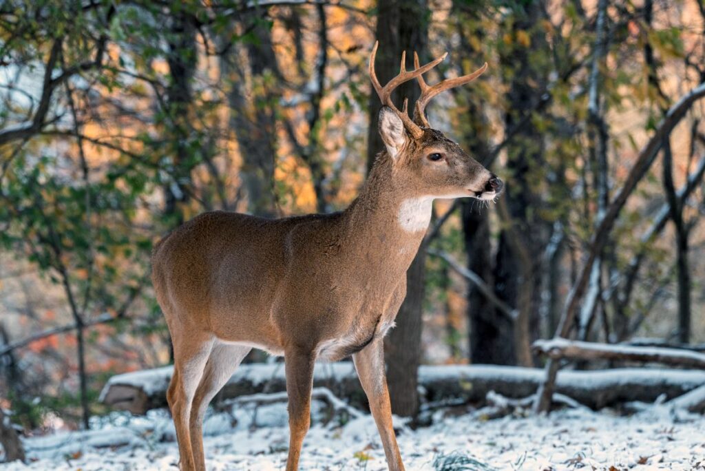 West Virginia deer muzzleloader season to open Dec. 11 WVDNR