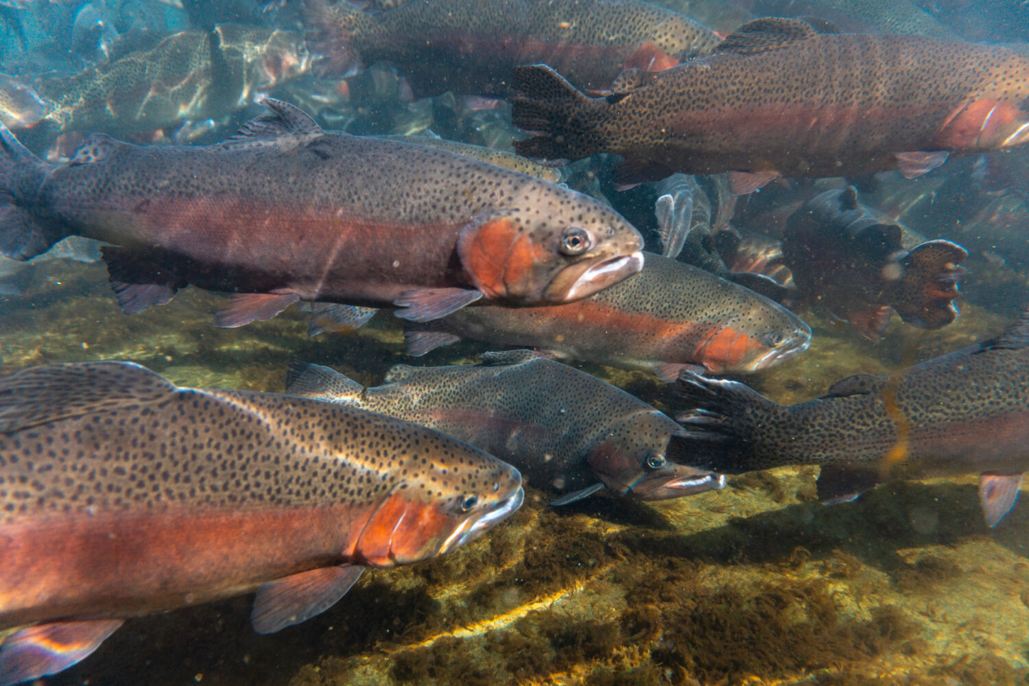 A Rainbow Trout Smoking a Cigarette - Playground