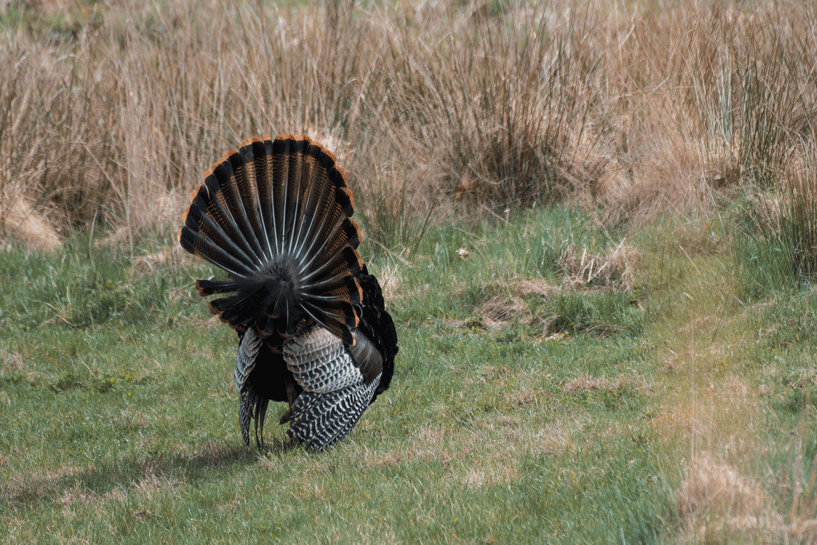 Spring gobbler season arrives April 15 in West Virginia WVDNR