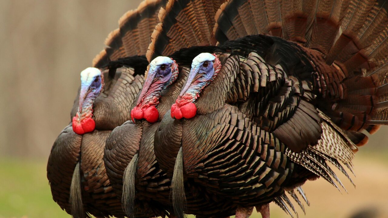 Spring gobbler season arrives April 15 in West Virginia WVDNR